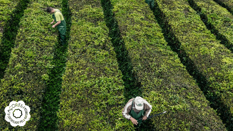 Imagem com trabalhadores na plantação de chá da Gorreana, uma cultura icónica e protegida na região dos Açores, Portugal.