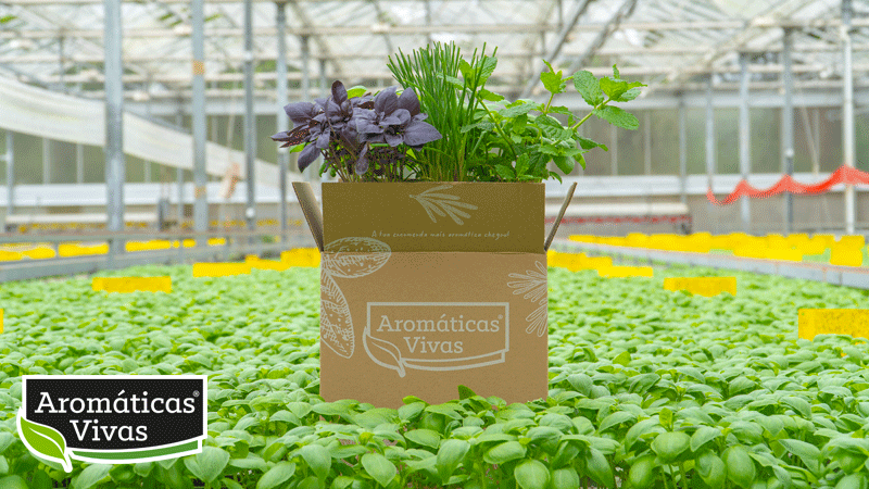 Uma caixa de cartão cheia de plantas aromáticas no cenário da estufa da marca Aromáticas Vivas