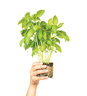 Uma planta de manjericão na mão de uma pessoa da marca Aromáticas Vivas