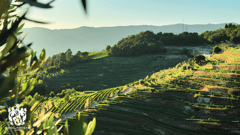 Situada numa encosta virada a sul, em frente ao Mosteiro de Cárquere, a Quinta das Fontaltas é uma propriedade histórica localizada em Resende, entre o Douro e a Região Demarcada dos Vinhos Verdes, com origens que remontam a 1626. 